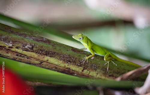 green anole on a branch