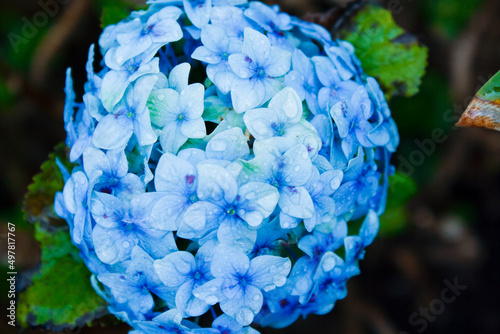Orquídeas en jardín botánico de la ciudad de Bogotá Colombia