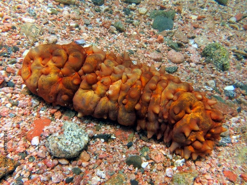 red sea cucumber in shallow water of red sea photo