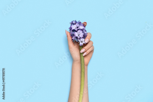 Female hand with beautiful manicure and hyacinth flower on blue background