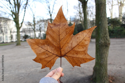 person holding a leaf