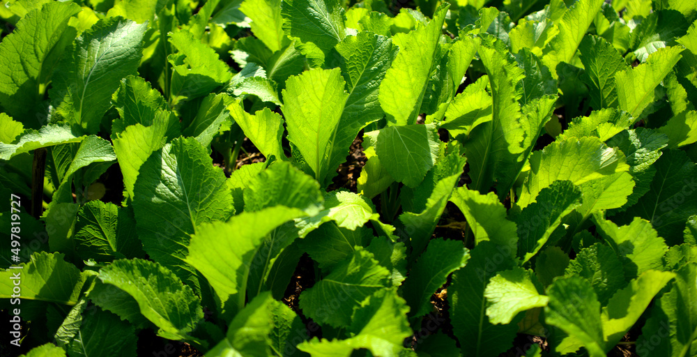 Mustard greens vegetable field, cruciferous cabbage leafy veggie at