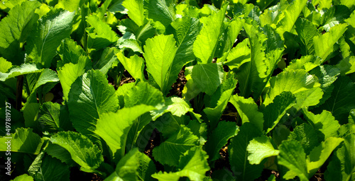 Mustard greens vegetable field, cruciferous cabbage leafy veggie at sunny beautiful outdoor. Crucifers known for reducing estrogen dominance, ketogenic, vitamins, good fiber, against cancer, etc.