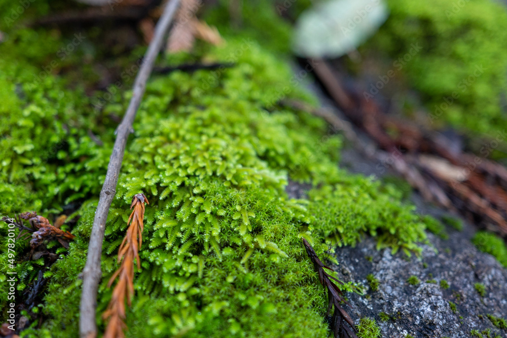 moss on a stone moss on a stone