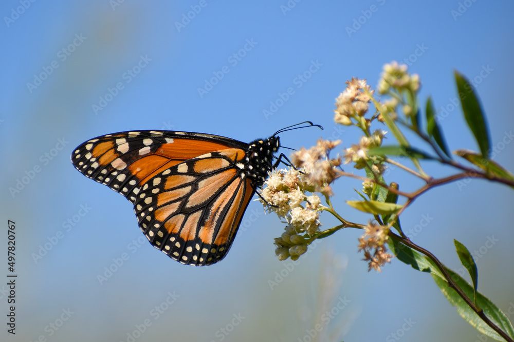 Fototapeta premium Southern monarch butterfly (Danaus erippus)