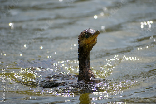 neotropic cormorant (Nannopterum brasilianum) swimming photo