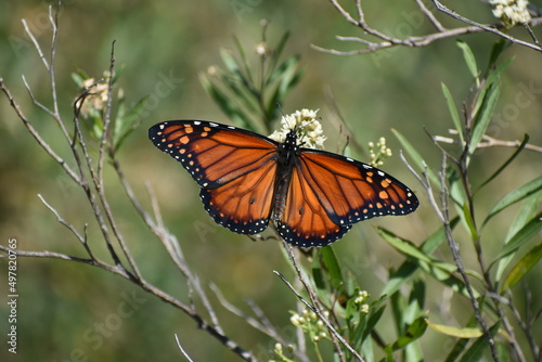 Southern monarch butterfly (Danaus erippus)