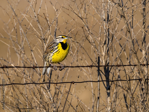 Eastern Meadowlark Sitting on Fence Wire in Early Spring photo