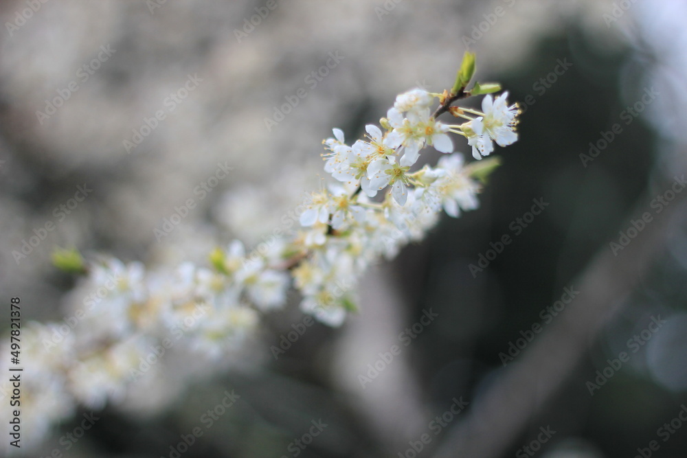 White plum blossom in spring April, background blur with bokeh White plum blossom in spring April, background blur with bokeh