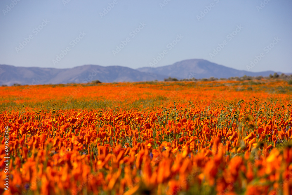 Fototapeta premium Antelope Valley Blooms