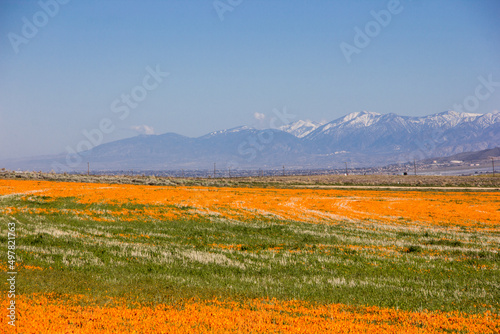 Antelope Valley Blooms
