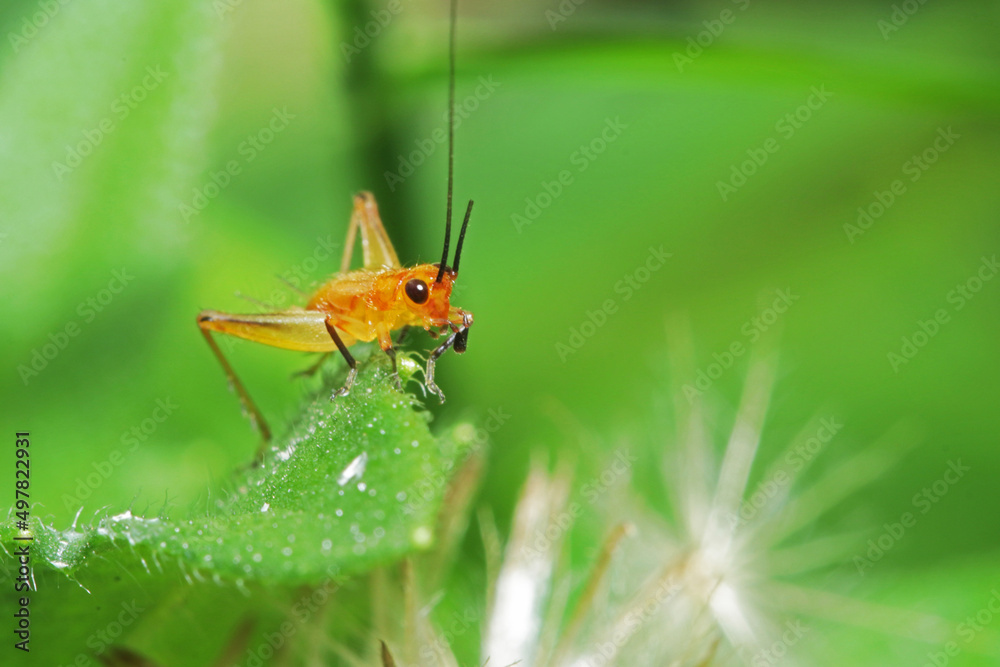A cricket on leaf A cricket on leaf