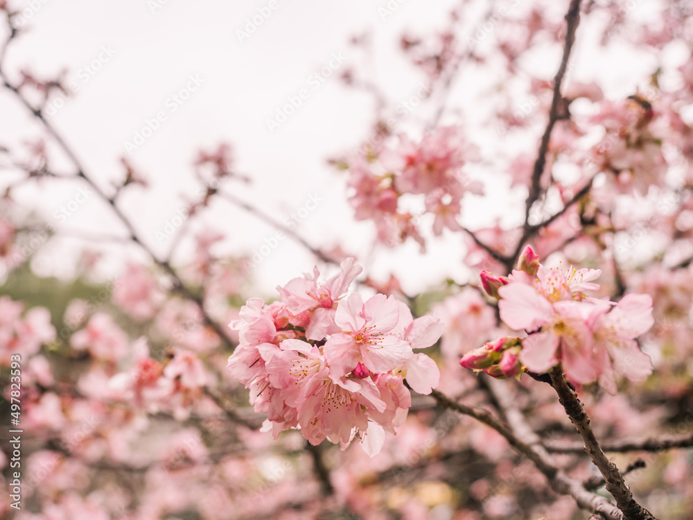 sakura trees, pink cherry blossom sakura trees, pink cherry blossom