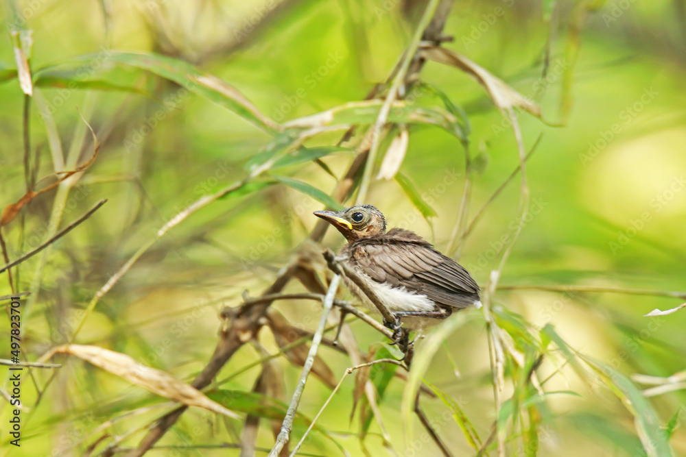 The baby of Black-naped Monarch in nature. The baby of Black-naped Monarch in nature.