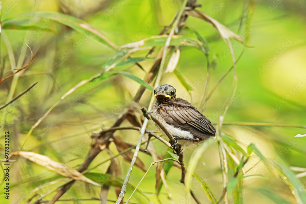 The  baby of Black-naped Monarch in nature.