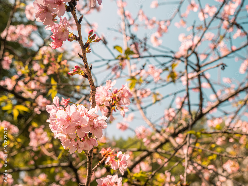 sakura trees, pink cherry blossom sakura trees, pink cherry blossom