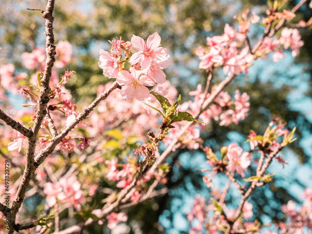 sakura trees, pink cherry blossom sakura trees, pink cherry blossom