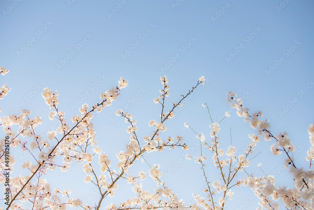 桜と青空