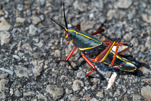 Locust Grasshopper Sitting On Hot Sidewalk © RobertMiller
