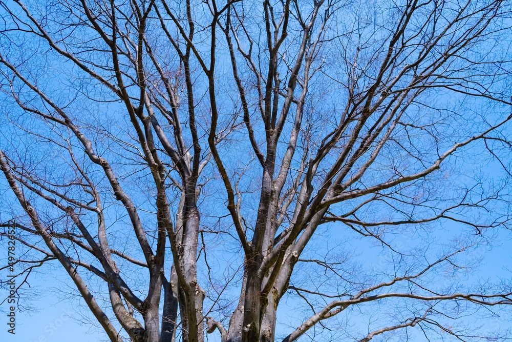 tree branches against blue sky tree branches against blue sky