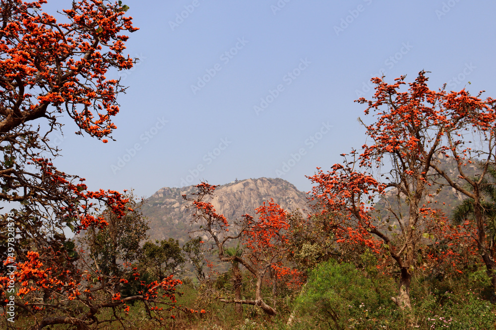 Palash flower and palash tree garden near Trikut Pahar,Tourist place, the flame of the forest,Closeup and blur background,Orange-Yellow colour,Natural beauty of spring time Palash flower and palash tree garden near Trikut Pahar,Tourist place, the flame of the forest,Closeup and blur background,Orange-Yellow colour,Natural beauty of spring time