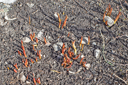 Wallpaper Mural Tulip shoots on a spring day close-up Torontodigital.ca