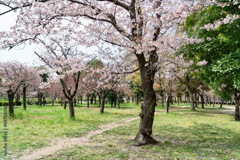 桜の木 桜の木