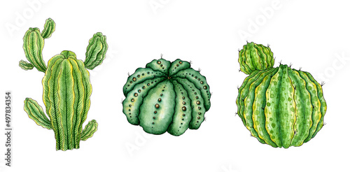 Set of watercolor illustrations of green-yellow cacti. It s perfect for postcards  posters  banners  invitations  greeting cards  prints. Isolated on white background. Drawn by hand.