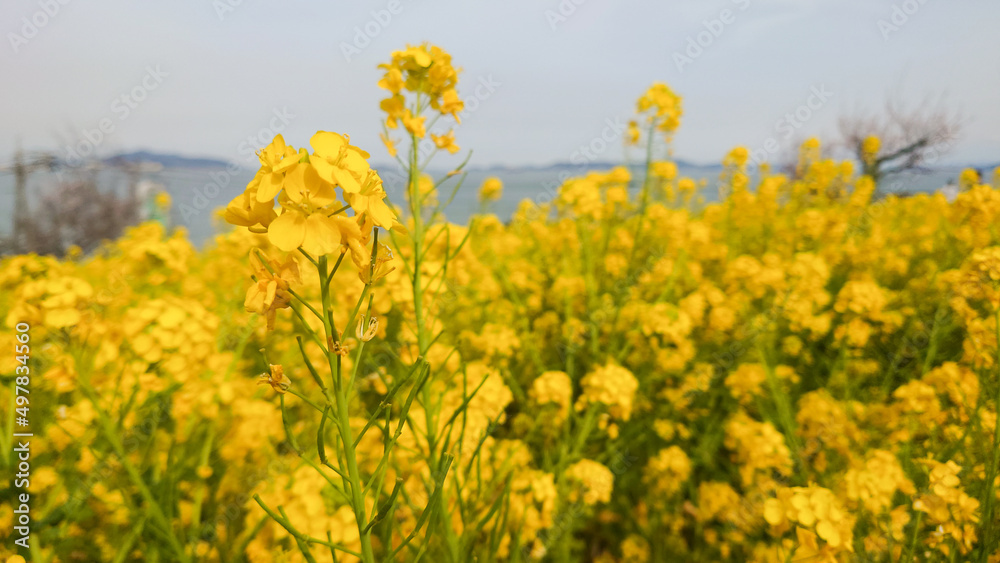 菜の花 菜の花