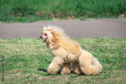 Fluffy dog on a walk, in a meadow in summer. © Ilya