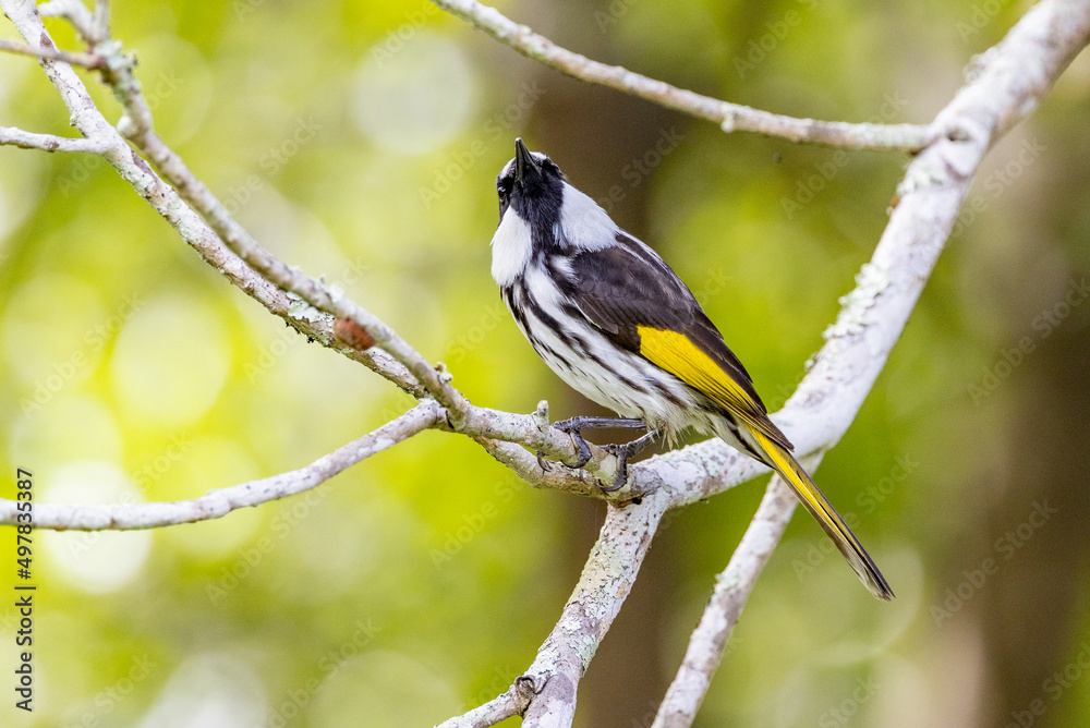 White-cheeked Honeyeater in Queensland Australia White-cheeked Honeyeater in Queensland Australia
