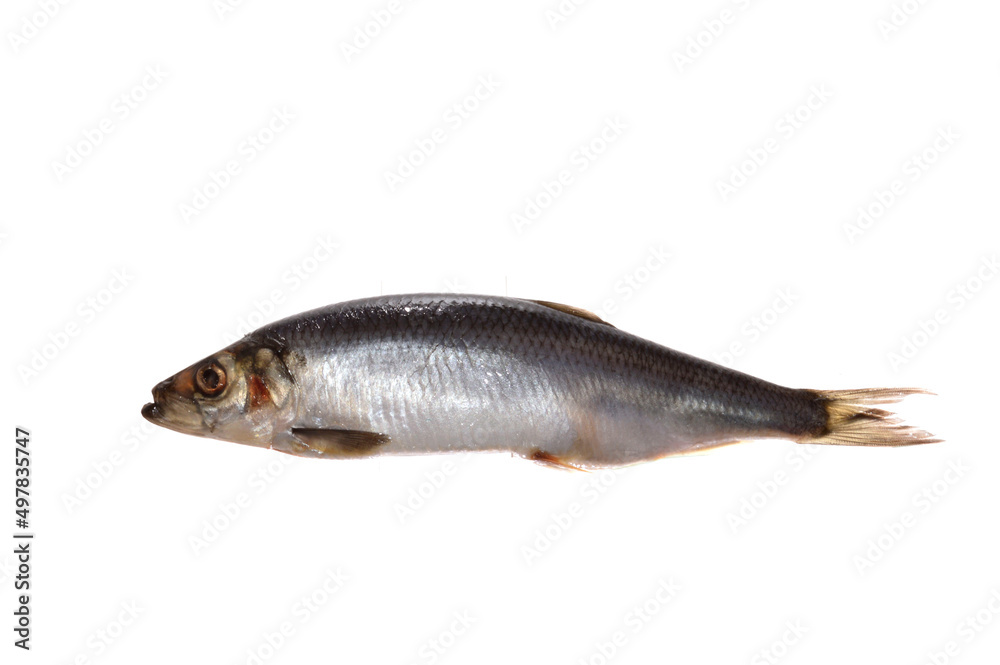herring isolated on white background herring isolated on white background