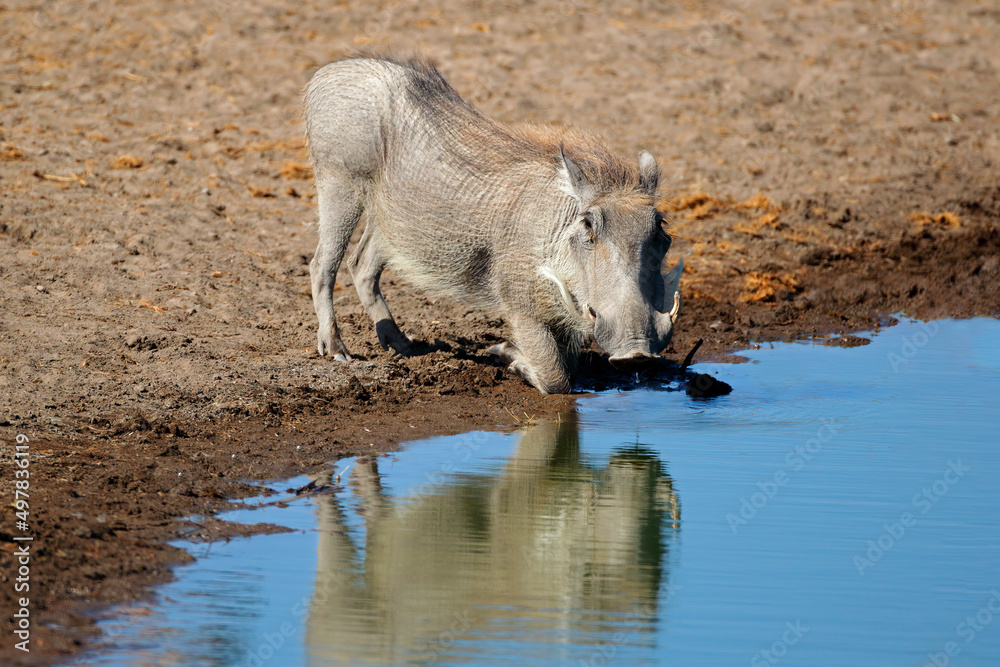 A warthog (Phacochoerus africanus) drinking at a waterhole, Etosha National Park, Namibia. A warthog (Phacochoerus africanus) drinking at a waterhole, Etosha National Park, Namibia.