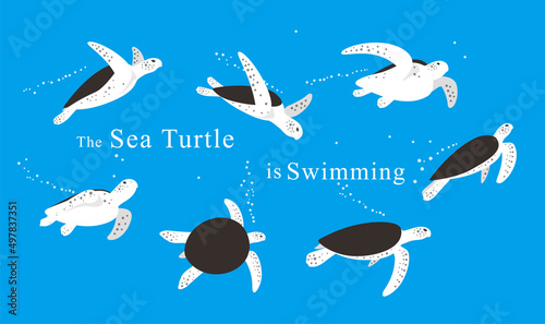 Sea Turtle swimming in the sea, a lot of swimming postures, swimming track