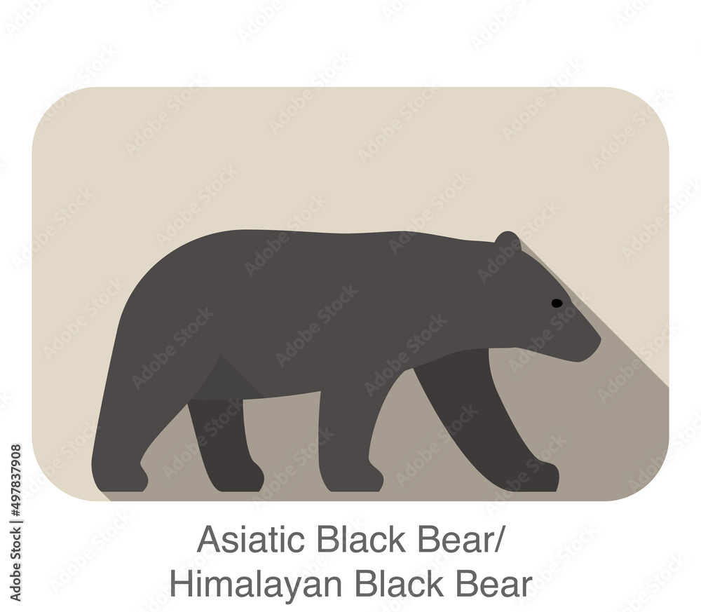 Obraz premium Asiatic black bear walking side flat 3D icon design, vector illustration