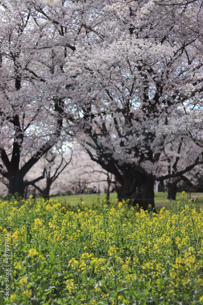 Fototapeta premium 桜と菜の花