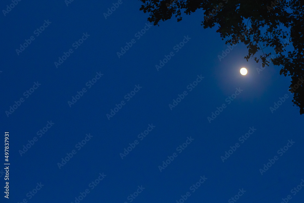 Background for text and blue night sky, tree with leaves and moon. Background for text and blue night sky, tree with leaves and moon.