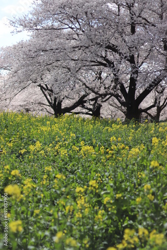 桜と菜の花 © Mayumi