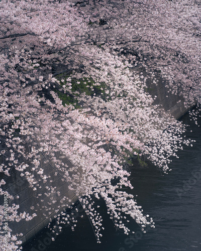 View of the Meguro River's cherry blossom trees from above 上から見た目黒川の桜並木
