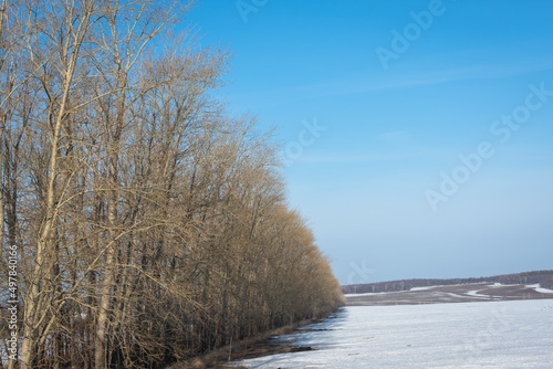 Wallpaper Mural Trees and after with the remains of snow in early spring. Torontodigital.ca