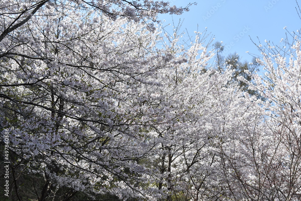 桜 桜