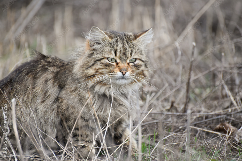 Stripy fluffy cat  on hunting ,wild cat outdoors