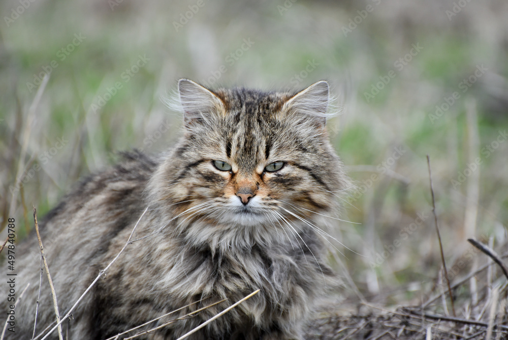 Stripy fluffy cat  on hunting ,wild cat outdoors