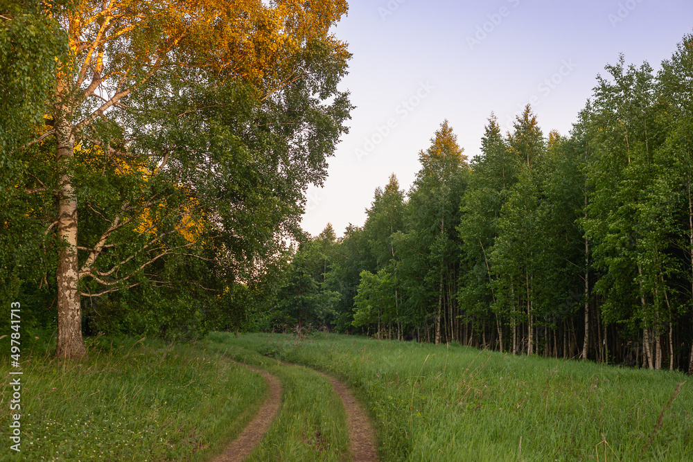 Fototapeta premium Evening road to the forest. Birch forest at sunset.