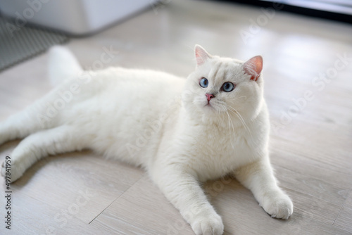 Fototapeta Naklejka Na Ścianę i Meble -  handsome young cat sits in a lying position and looks up. View from above, silver British Shorthair cat, beautiful big blue eyes, white contest-grade cat sitting comfortably on the floor in the house.