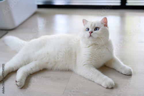 handsome young cat sits in a lying position and looks up. View from above, silver British Shorthair cat, beautiful big blue eyes, white contest-grade cat sitting comfortably on the floor in the house.