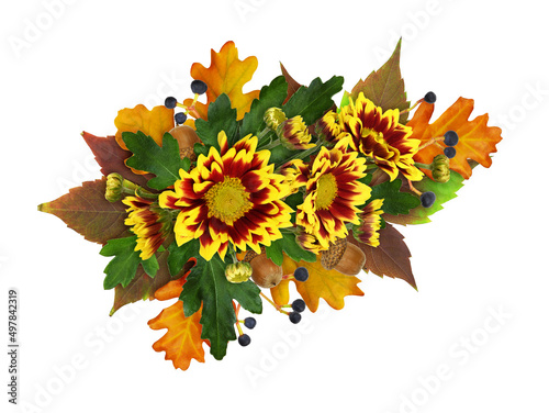 Red and yellow aster flower...