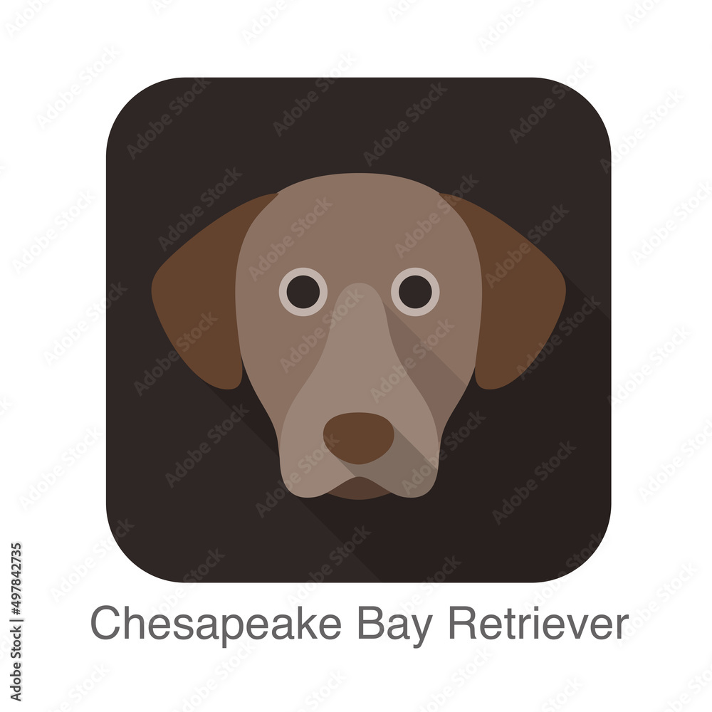 Chesapeake bay retriever dog face flat icon, dog series Chesapeake bay retriever dog face flat icon, dog series