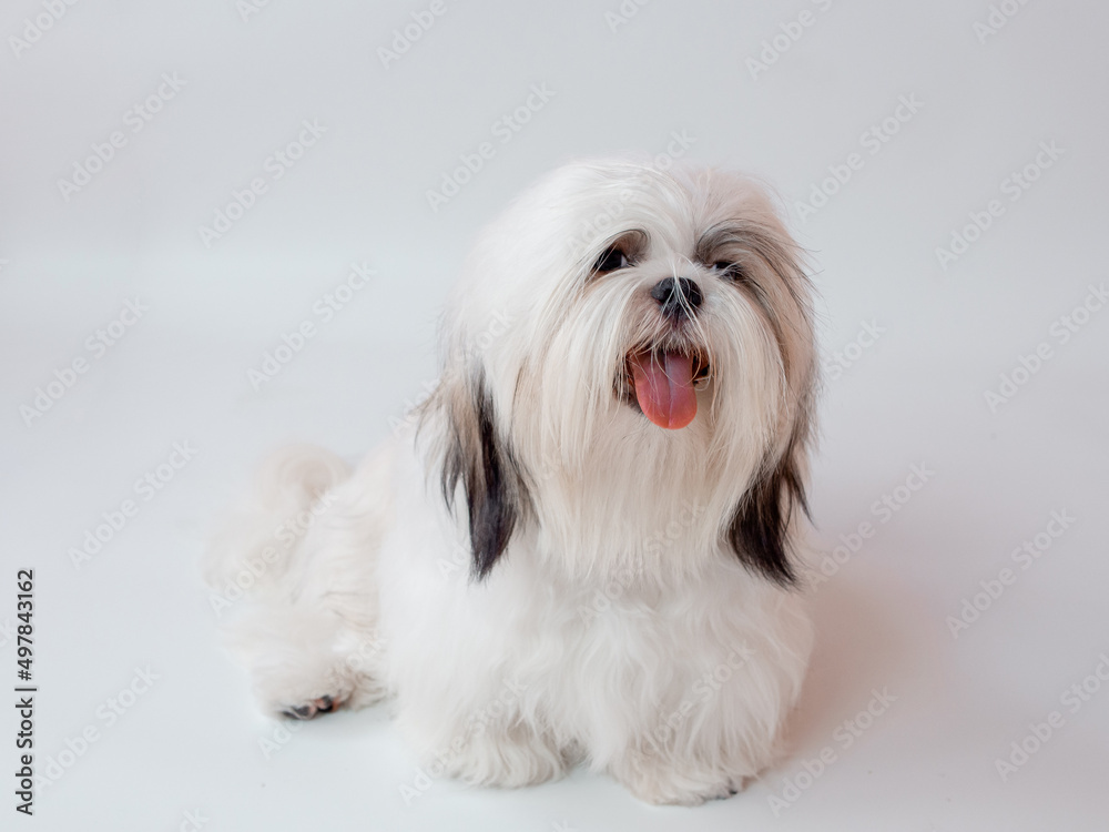 Shih Tzu puppy dog on white background Shih Tzu puppy dog on white background