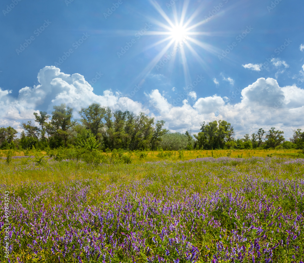 summer prairie with flowers under  cloudy sky at sunny day, summer outdoor natural scene